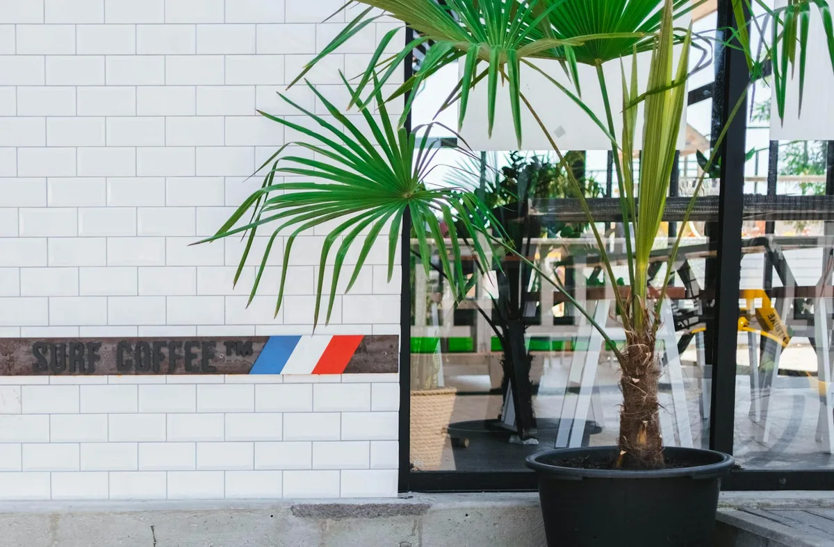 Potted palm plant outside Surf Coffee shop with stylish tiled wall.